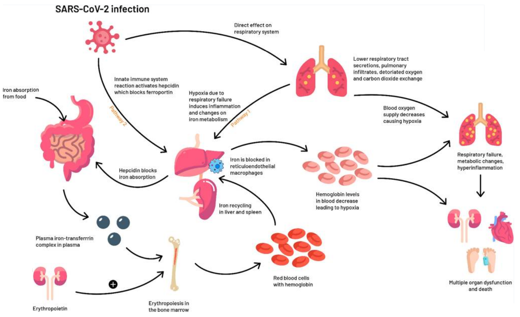 Covid and hepcidin