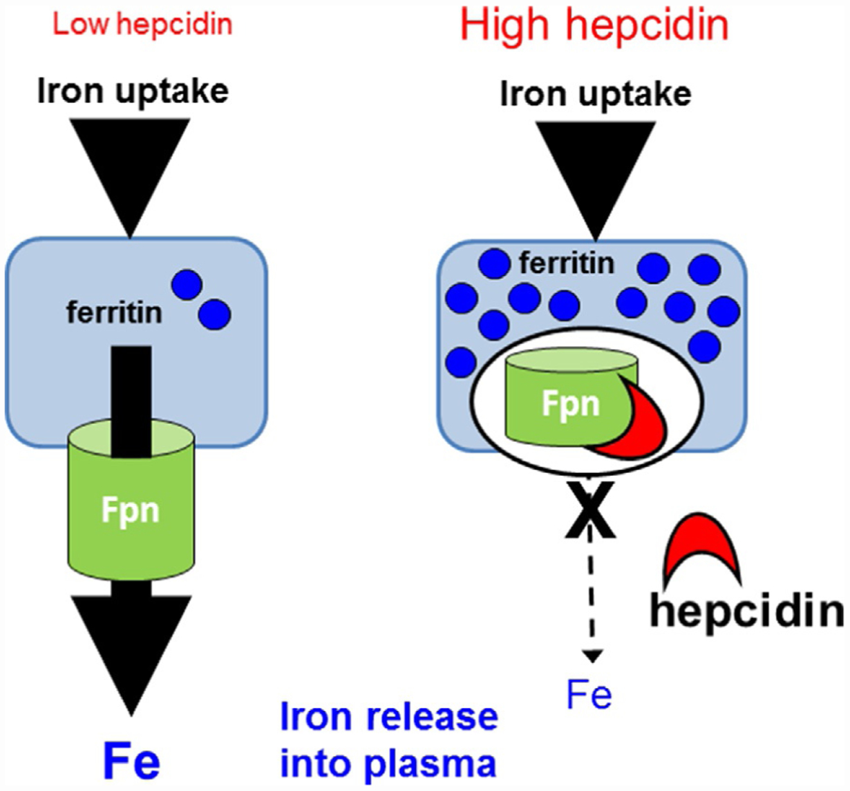 hepcidin makes ferritin